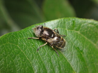 Large spot-eye hover fly (Eristalinus aeneus),  female resting on a leaf