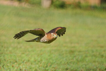 Adult Cooper hawk in flight over a grassy field hunting prey. 
