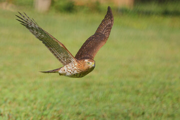 Adult red shouldered hawk in flight over a grassy field hunting prey. 