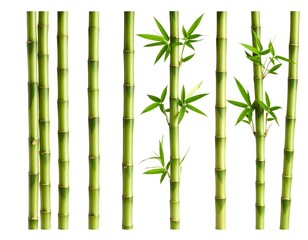 Obraz premium Close-up of various bamboo stalks