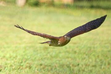 Adult red shouldered hawk in flight over a grassy field hunting prey. 
