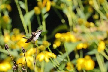 Ruby throated hummingbird perched against blurry background of yellow flowers. 