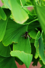 Flower Fly or Hover Fly (Helophilus fasciatus)