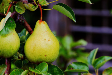 Green pear on the tree