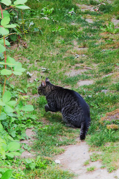Cat slinking into the blackberries