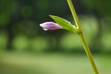 Close up view of a water droplet on the end of a flower bud isolated against a green foliage...