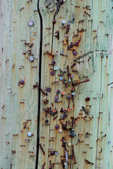 Rusty staples, nails, and screws in a power pole