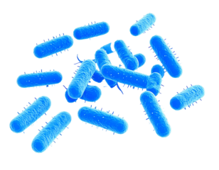 Microscopic view of blue rod-shaped bacteria with flagella, a visual representation of microbiology.