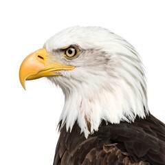 Obraz premium Close up of a majestic bald eagle head and shoulders against a white background.