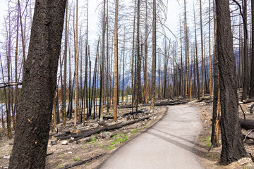 Dramatic scene in the wilderness of the burnt black trees of the mountain forest after devastating...