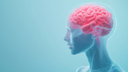 brain in head, 3d model of transparent human with brains, thinking, nervous system, brain convolutions, anatomy, psychology, mental health