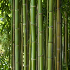 Lush green bamboo stalks in nature