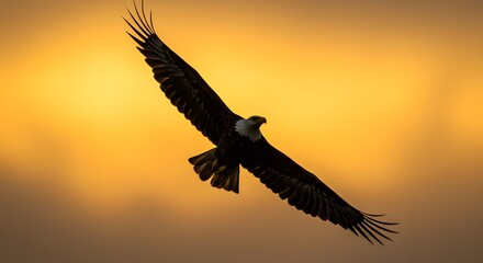 Naklejka premium An majestic bald eagle soars through the sky, its silhouette against the warm sunset hues, embodying freedom and strength