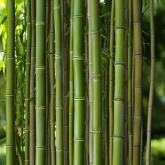 Close-up of green bamboo stalks