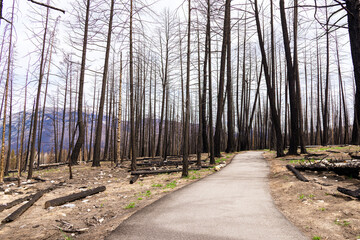 Fototapeta premium Dramatic scene in the wilderness of the burnt black trees of the mountain forest after devastating wildfire.