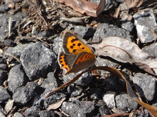 Small copper butterfly (Lycaena phlaeas) resting on a dry fallen leaf