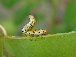 Large rose sawfly (Arge pagana) larva feeding on a rose plant leaf