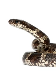 Obraz premium Close-up of a snake's head and body