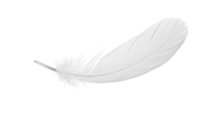 Isolated white feather on black background for design element and creative projects and art projects on transparent background