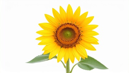 Fototapeta premium Bright yellow sunflower in full bloom with brown center, green leaves, and stem on white background