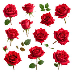Beautiful collection of velvety red roses in various stages of bloom and angles.