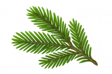Detailed illustration of a redwood sprig with vibrant green needles, isolated on a transparent background, ideal for nature-themed designs