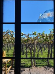 Fototapeta premium Grapevine rows at a vineyard estate in Mendoza, Argentina. Wine industry, agriculture background.