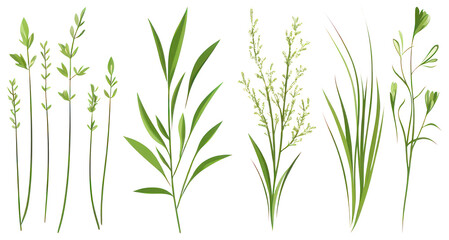 Fototapeta premium PNG Vibrant green botanical illustrations, element set on transparent background