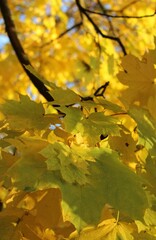 yellow autumn leaves.Maple leaves. Beautiful autumn day. Yellow maple in the forest. Changing seasons. Falling autumn leaves on a sunny day. Trees. Background. Desktop wallpaper. Colorful foliage. 