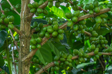 plants full of greenery, coffee trees laden with growing fruit for a bountiful harvest