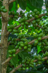 plants full of greenery, coffee trees laden with growing fruit for a bountiful harvest