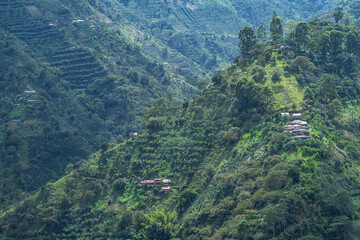 Naklejka premium View of the coffee field in the Colombian mountains with the natural landscape and traditional agriculture of the tropical Andes