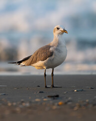 Early mornings on the beach