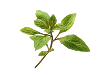 Variegated Green Plant Sprig on Transparent Background