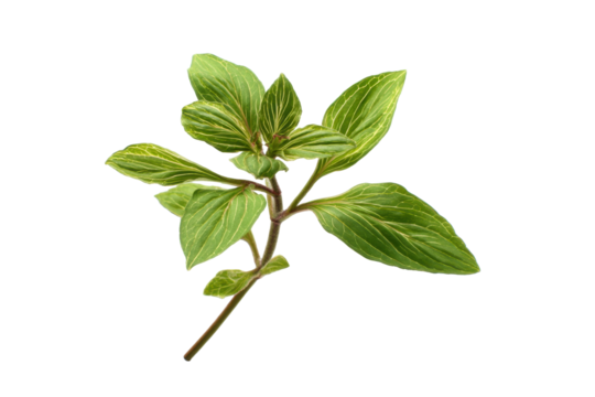 Variegated Green Plant Sprig on Transparent Background