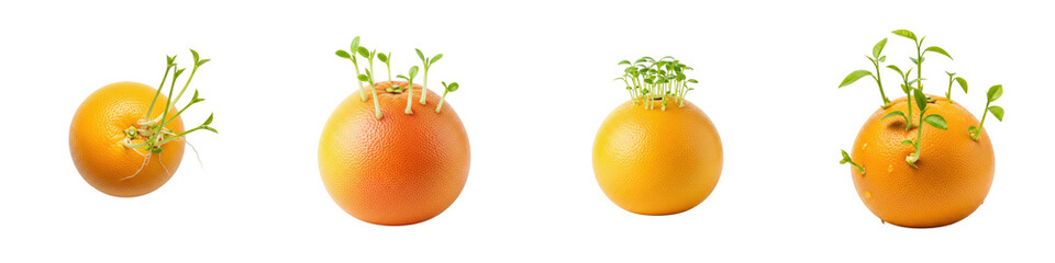 Four sprouting oranges with young plants growing out. Natural, organic, healthy, fruit, food, freshness, sprouting, growth.