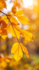 Fototapeta premium Close-up view of vibrant, golden leaves on a branch bathed in warm sunlight.