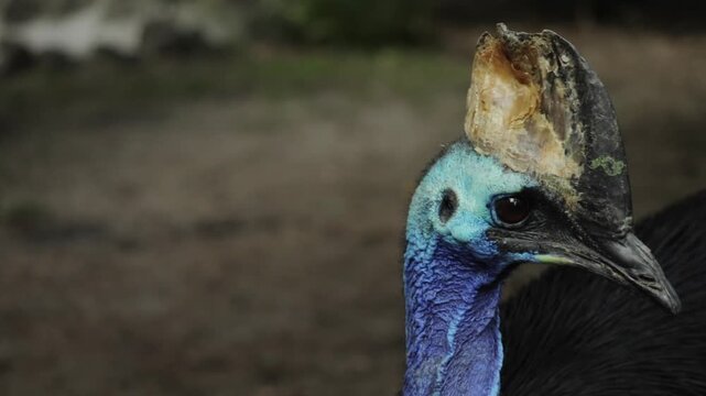 Close-up portrait of a cassowary with its distinctive helmet-like casque, vibrant feathers, and sharp eyes, captured in natural light, highlighting the exotic and powerful presence of this tropical