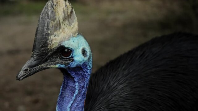 Close-up portrait of a cassowary with its distinctive helmet-like casque, vibrant feathers, and sharp eyes, captured in natural light, highlighting the exotic and powerful presence of this tropical