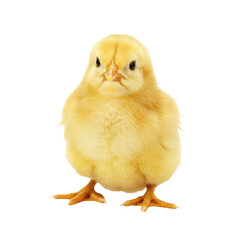 baby chicken cutout, chick on white background