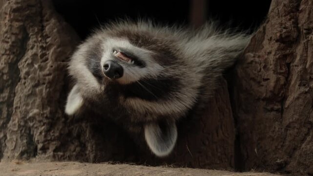 Close-up of a raccoon resting inside a tree hollow in a wildlife sanctuary, showing its detailed fur, relaxed posture, and bright eyes, captured in natural light, highlighting its calm and curious