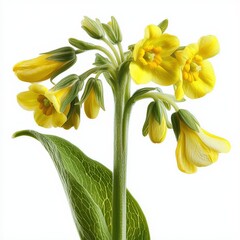 Beautiful cowslip flowers arranged against a clean white backdrop.