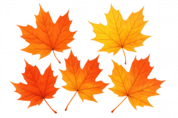 Five colorful maple leaves falling on a transparent background, creating a vibrant autumnal scene