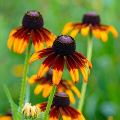 Close up of vibrant Rudbeckia hirta flowers with dark centers and orange-red petals.
