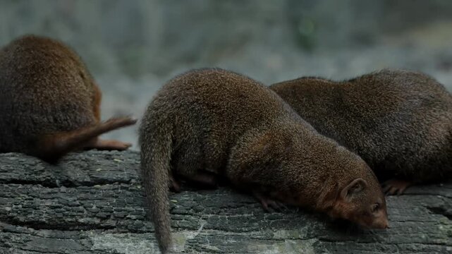 Close-up of a small mongoose sitting on rocks with other mongooses in a wildlife sanctuary, showing detailed fur, bright eyes, and alert expressions, captured in natural light, highlighting social and