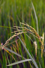 Close up of paddy as background