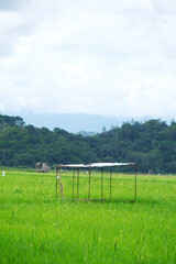 View of hut at the paddy field located in Sabah