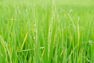 Close up of paddy as background