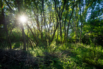 Sunlight filters through dense forest trees, illuminating the green undergrowth in Waukesha County, Wisconsin, on an August morning.