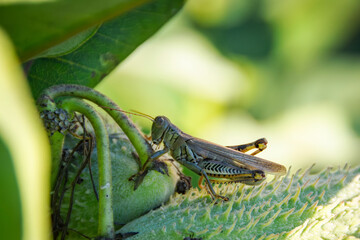 A short-horned grasshopper (Caelifera) perches on a milkweed leaf in a Waukesha County, Wisconsin, field on a late summer day.